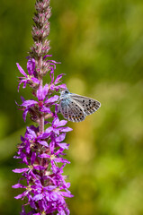 icarus butterfly