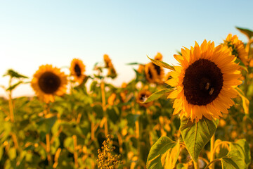 Sonnenblume, Sonnenblumen Feld, Sun Flotter