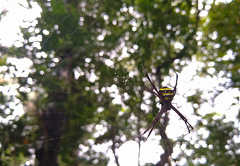 St Andrew's Cross spider on a branch