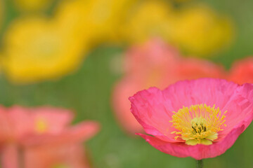 Obraz premium 福岡市植物園「アイスランドポピー」