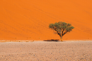 green tree near dune