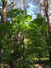 trees in the forest