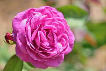 福岡市植物園「バラ（オールドポート）」