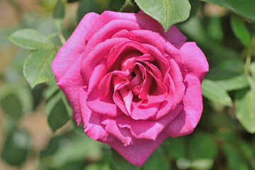 福岡市植物園「バラ（パローレ）」