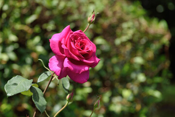 福岡市植物園「バラ（パローレ）」
