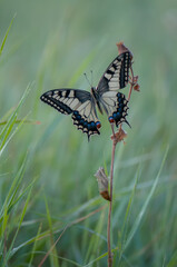Wonderful butterfly Papilio machaon spread its wings on a summer day. 