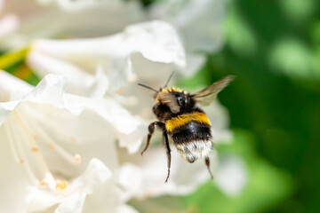 A cute bumblebee approaching a flower