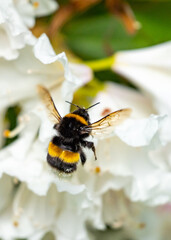 A cute bumblebee approaching a flower