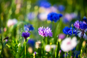 Obraz premium Cornflowers, Asteraceae in the meadow, blue sky