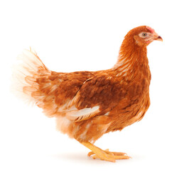 Fototapeta premium Brown hen isolated.