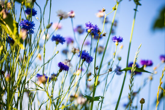 Cornflowers, Asteraceae in the meadow, blue sky © Dagmar Breu