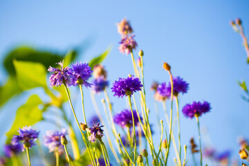 Cornflowers, Asteraceae in the meadow, blue sky