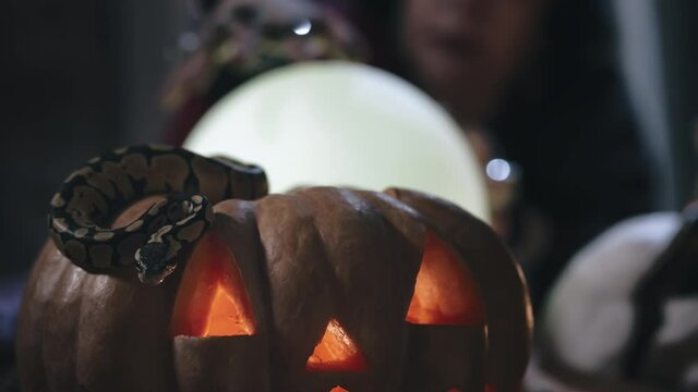 Serpent lying on pumpkin with seer sing crystal ball on background
