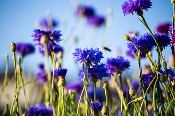 Cornflowers, Asteraceae in the meadow, blue sky