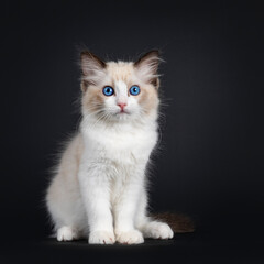 Impressive seal bicolor Ragdoll cat kitten, sitting facing front. Looking at camera with mesmerising blue eyes. isolated on black background.