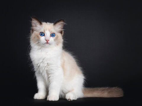Impressive seal bicolor Ragdoll cat kitten, sitting side ways. Looking at camera with mesmerising blue eyes. isolated on black background.