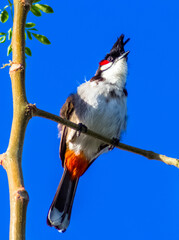 Bulbul orphée, Merle de Maurice sur branche 