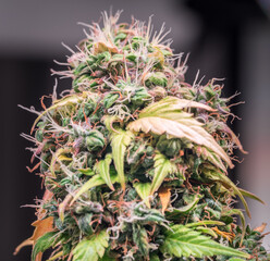 Close up shot of a cannabis plant blossom