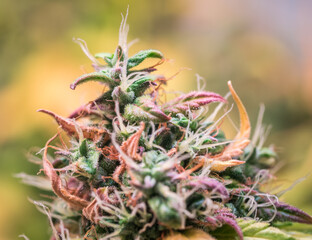 Close up shot of a cannabis plant blossom