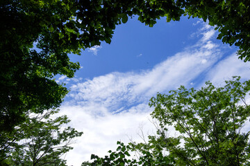  Wonderful forest and blue sky.