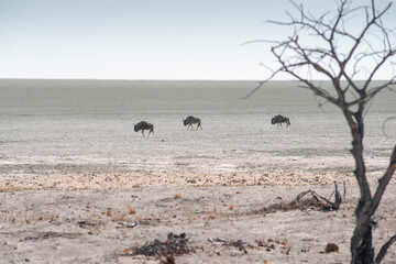 gnu antelopes in Etosha