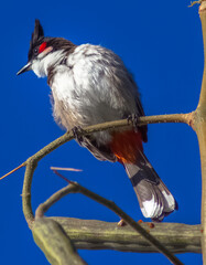 Bulbul orphée sur branche de moringa oleifera 