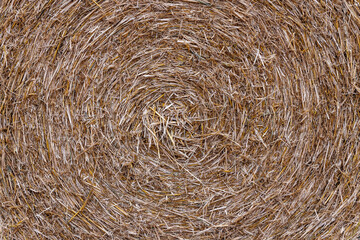 Abstract Natural Hay Dry Grass Background For Your Design Projects.