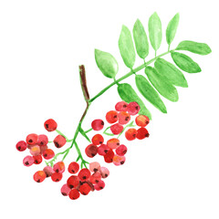 Watercolor rowan branch isolated on white background. Ash berries with leaves. Autumn berries.