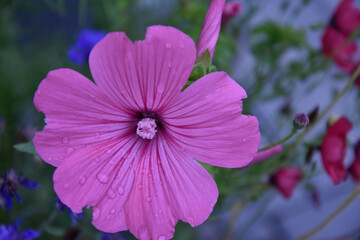 Fototapete bei efototapeten.de bestellen   