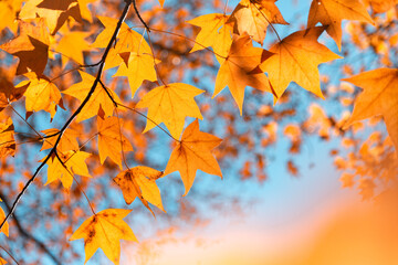 autumn maple leaves background
