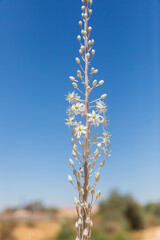 The squill flowers on the sky background