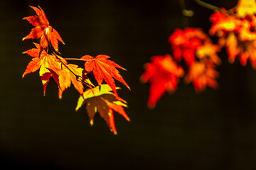 autumn maple leaves background

