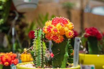 Blossoming decorative yellow and red cactus