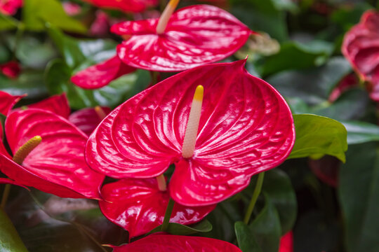 Side view on the bright red anthurium flowers