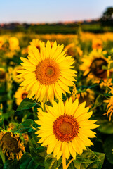 sunflower field in summer