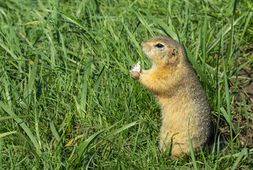 Naklejka na ściany i meble hungry gopher eats food in a clearing on a summer day.