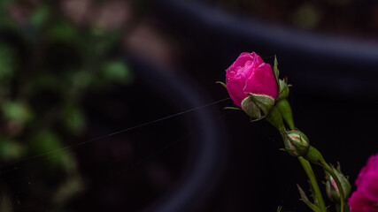 Rose Bud