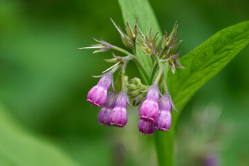 Blüten des Echten Beinwell