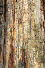 Tree trunk without bark with traces of wood beetles. Natural old wooden texture with traces of pests. Close-up view of tree trunk without bark.  Wooden texture with traces and tracks of bark beetles