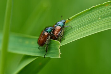 Gartenlaubkäfer (Phyllopertha horticola) 