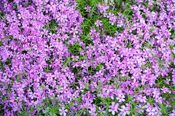 Lilac Phlox subulata (Creeping Phlox, moss phlox) - creeping plant with small violet flowers to decorate flower beds. Floral background.
