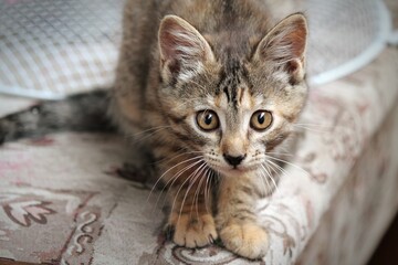 portrait of a cat