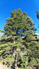 Fototapeta premium green pine tree