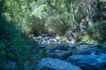 krajobraz rzeka kamienie  las drzewa liście woda lato natura  zieleń  - obrazy, fototapety, plakaty