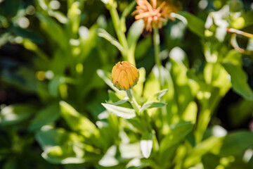 several yellow chrysanthemums just starting to bloom in the garden