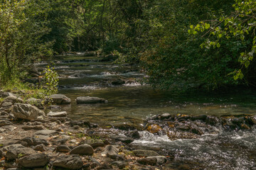 krajobraz rzeka kamienie  las drzewa liście woda lato natura  zieleń 