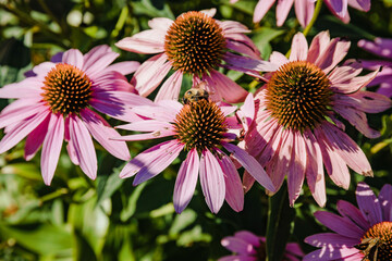 a large bee working hard on a coneflower blossom