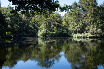 Fototapeta na wymiar Small lake in a green deciduous forest full of sunlight and blue sky, reflections on the water, natural mirror. Tranquil landscape