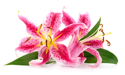 Two pink lilies.