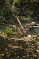 rzeka  drzewa liście woda lato natura zieleń konary  © Katarzyna